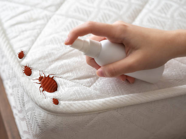 Best Pest Prevention Services  in North Valley Stream, NY